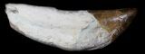 Archaeocete (Primitive Whale) Tooth - Basilosaur #36140-1